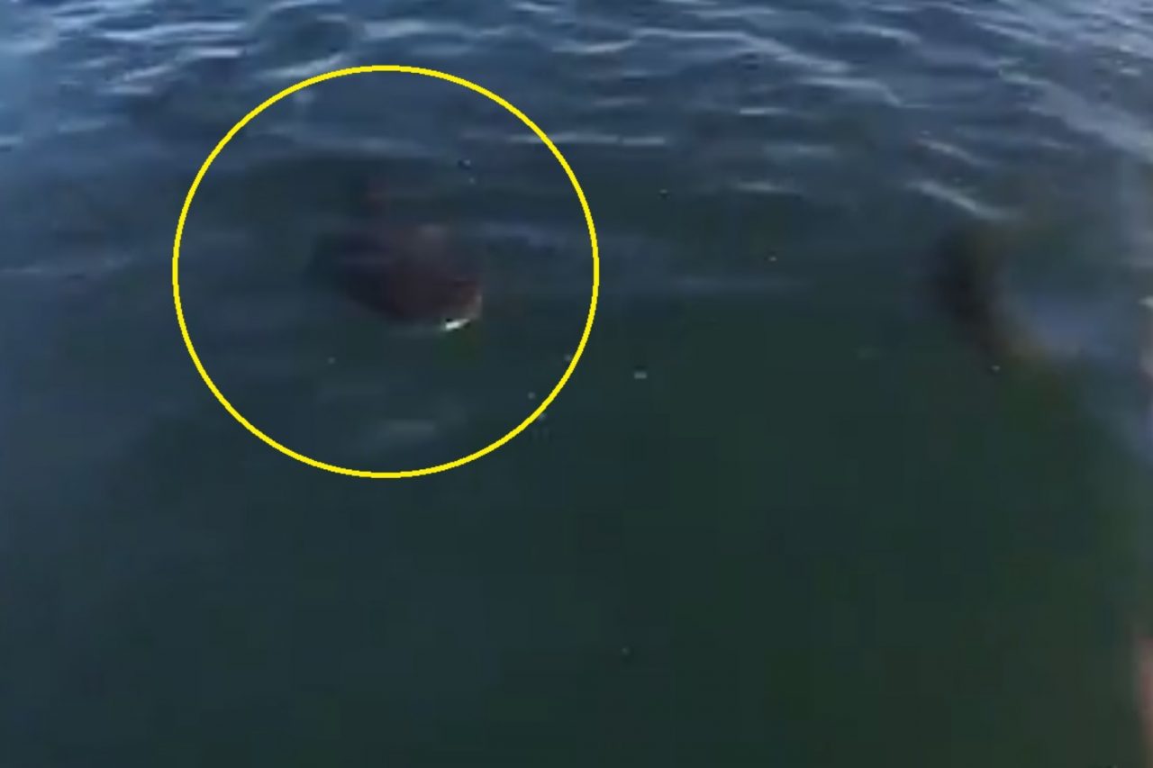Cum a spraviețuit un surfer confruntării cu un rechin – VIDEO