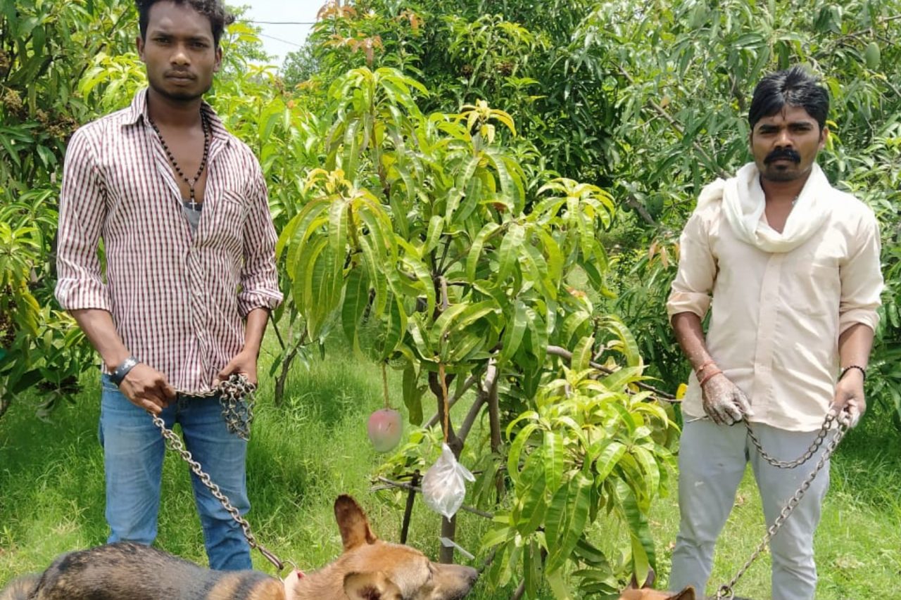 Cum au ajuns doi țărani din India să angajeze paznici după ce au plantat mango – FOTO