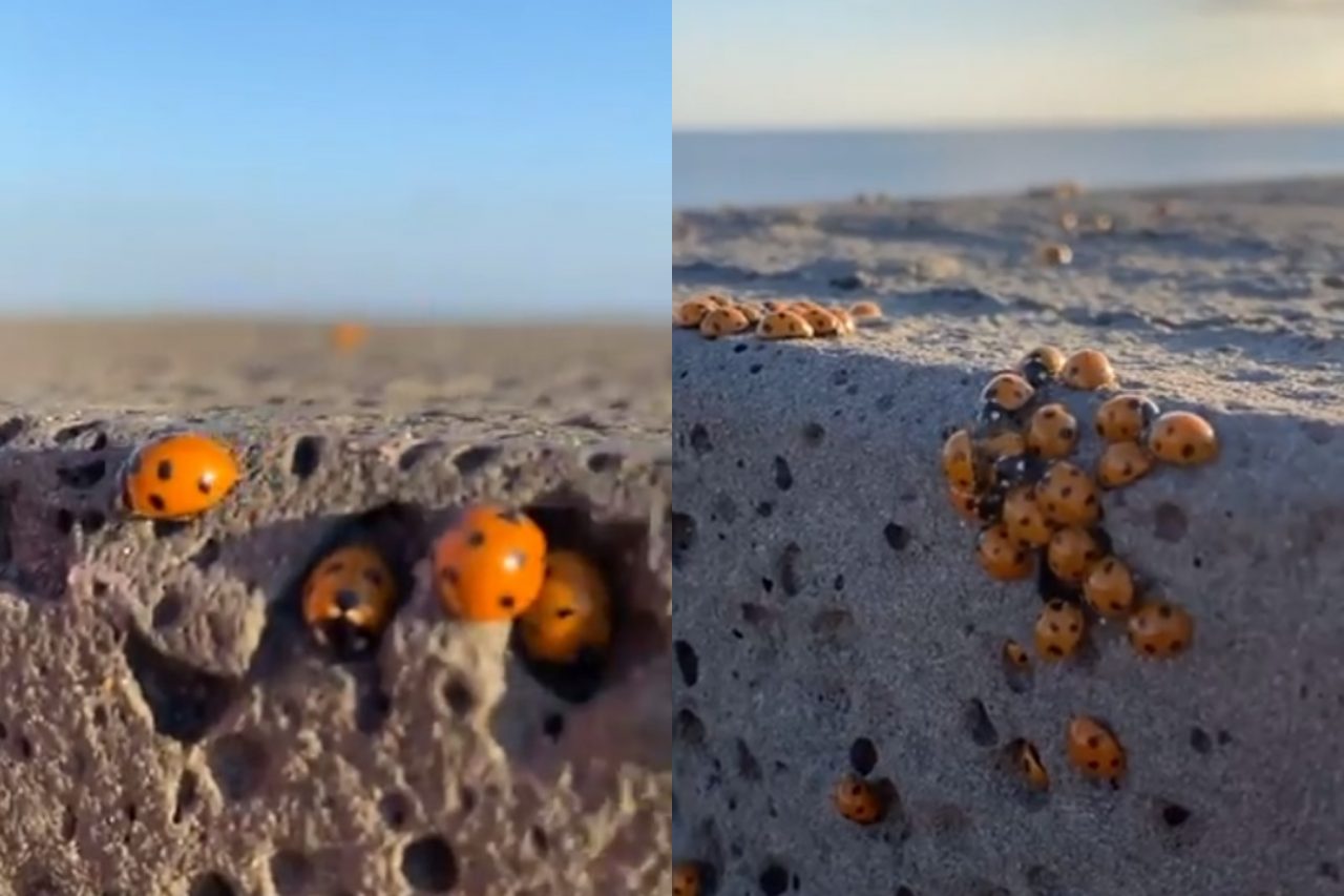 Invazie de buburuze la malul mării. Turiștii se plâng că sunt peste tot. Ce zic specialiștii – VIDEO