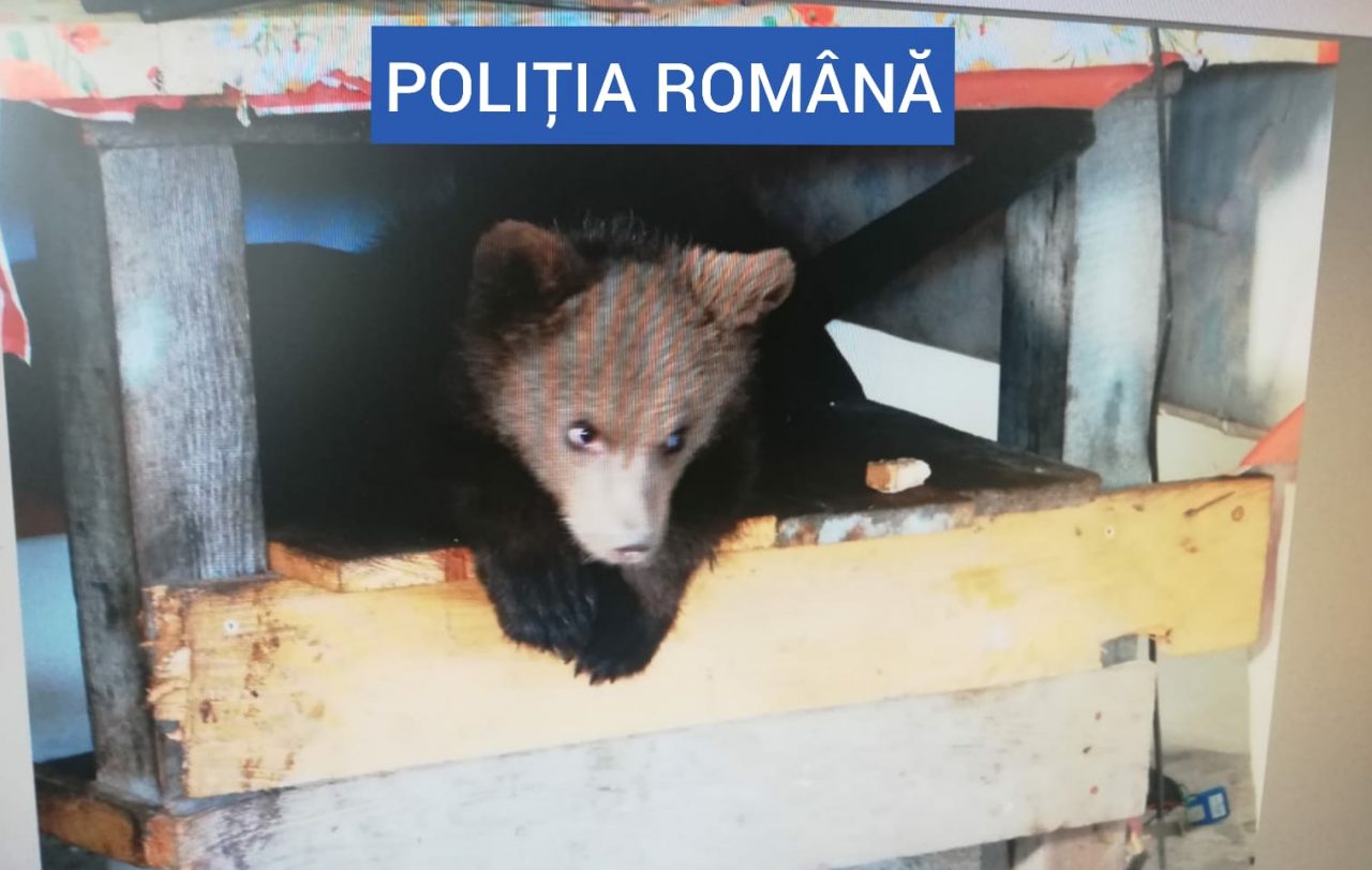 Ursoaică de patru luni, salvată de polițiștii maramureșeni. Ce au mai găsit autoritățile la locuința bărbatului care o ținea captivă