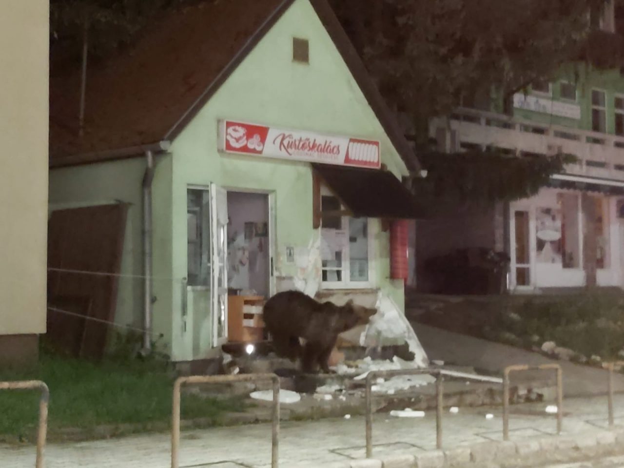 Harghita: Un urs a intrat într-o pensiune din Băile Tuşnad, iar altul a spart ușa unui magazin