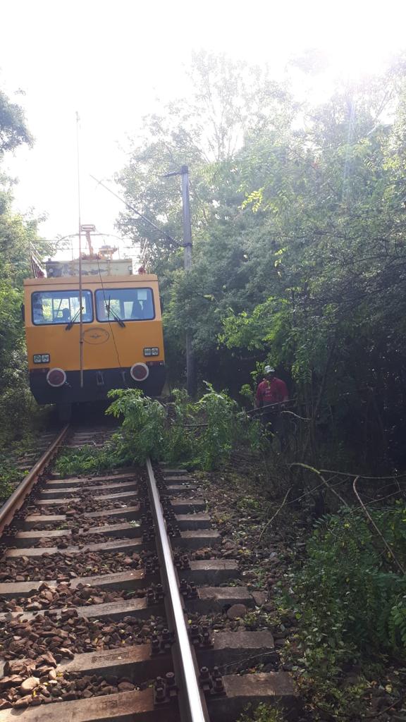 Trenuri blocate în Harghita din cauza unui brad PRĂBUȘIT pe șine. Județul este sub cod galben de ninsori