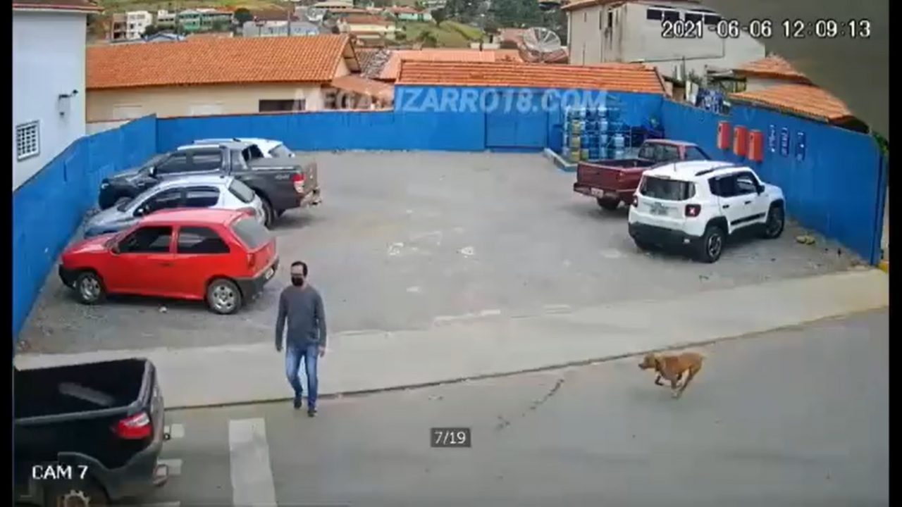 Accident mai puțin obișnuit: Un bărbat a fost lovit pe trecerea de pietoni de un câine. Imaginile au devenit virale | VIDEO