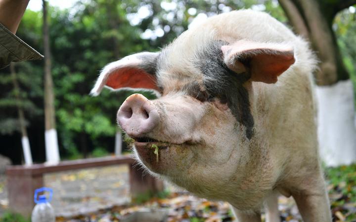 ”Cel mai faimos porc din istorie” a murit la 14 ani. De ce a devenit acest animal special