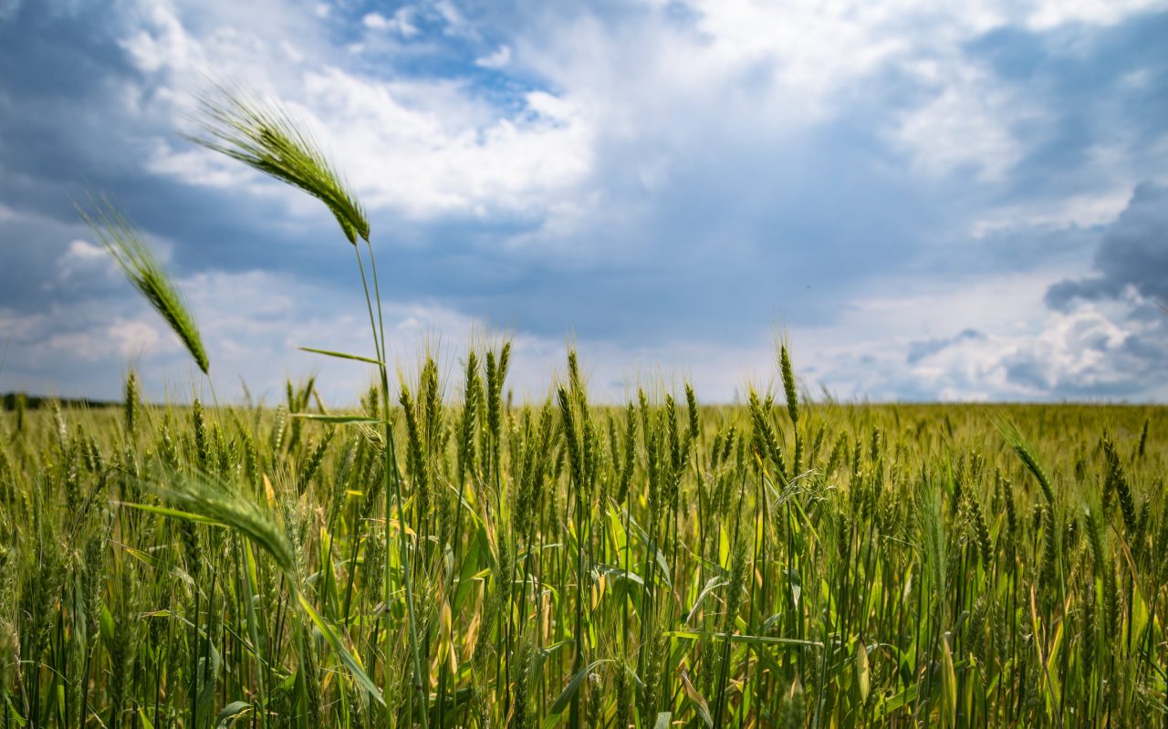 EXCLUSIV. Ministrul Agriculturii așteaptă o producție de peste nouă milioane de tone la grâu, în 2021. Fermierii se tem de ploi și de grindină