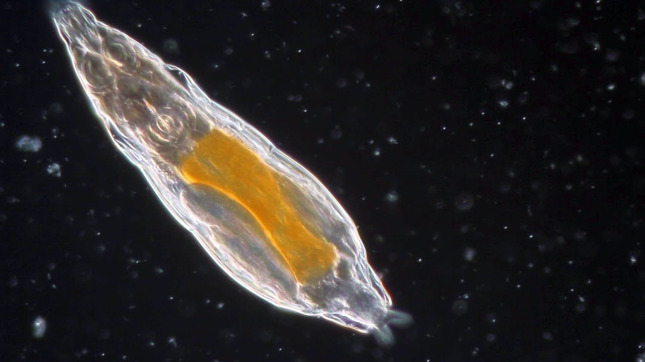 Un organism a revenit la viață după ce a fost înghețat timp de 24.000 de ani în Siberia. Este unul dintre cele mai rezistente creaturi radioactive ale Pământului