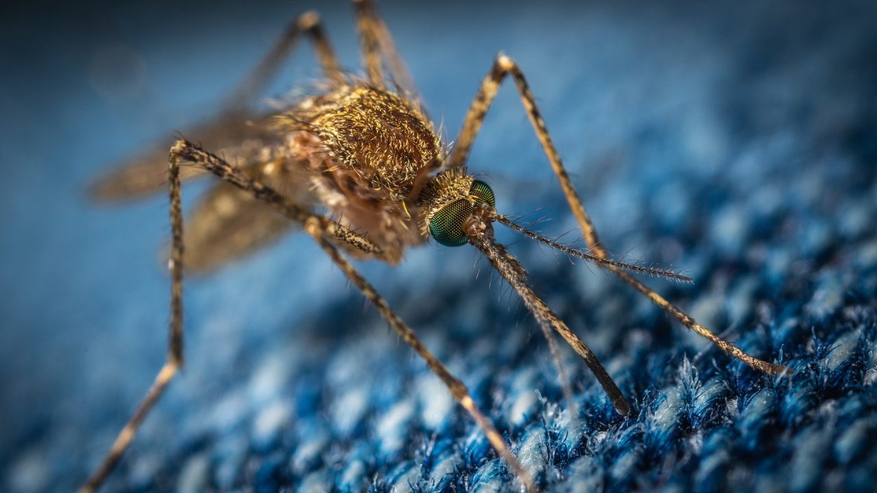 O bacterie „miraculoasă” introdusă în țânțari duce la scăderea cazurilor de febră Dengue cu peste 70%