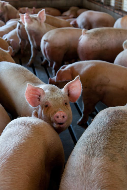 PREȚURI: Carnea de porc se va scumpi în Europa cu 25%, în câțiva ani. La noi, fermierii acuză autoritățile că n-au făcut nimic să oprească pesta porcină africană