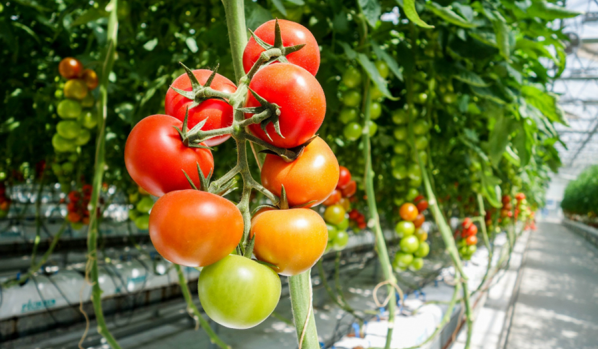 Subvenții. Ajutoarele de minimis pentru legume în spații protejate și plante aromatice, aprobate. Cine poate obține banii