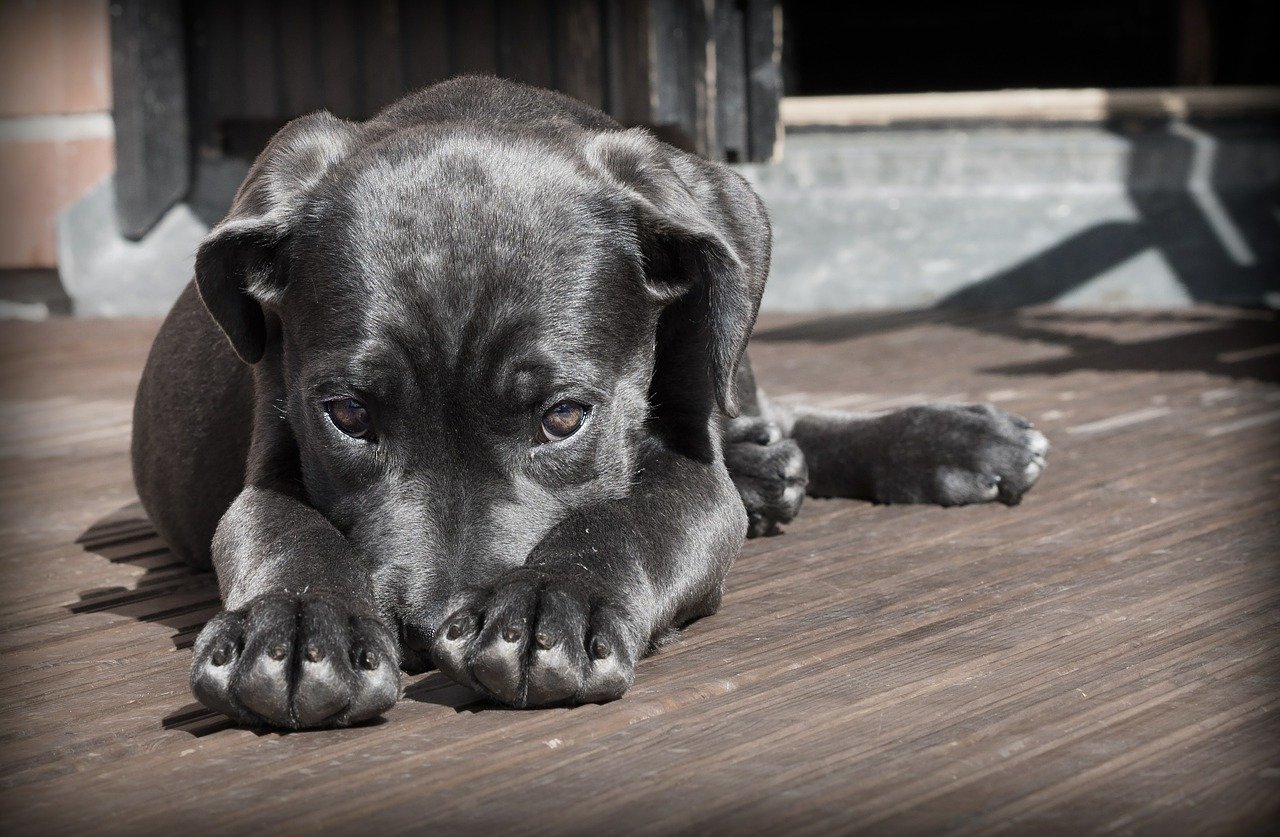 Pedepse de trei ori mai mari pentru cei care agresează animale, începând de azi. Zoofilia, pedepsită cu închisoare până la 7 ani. Amenzile urcă până la 12.000 de lei