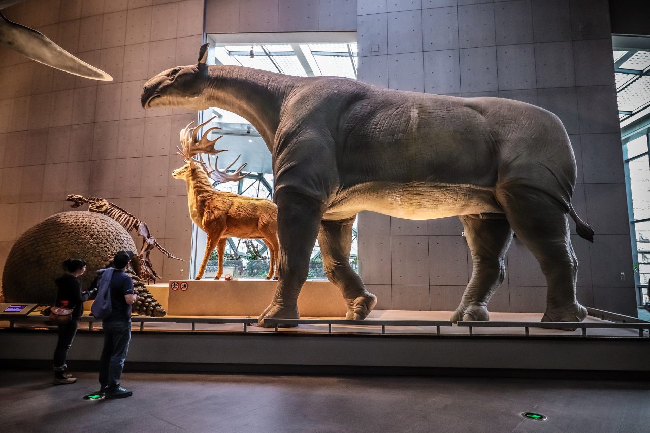 Fosile ale unor rinoceri gigantici, cel mai mare mamifer din lume, au fost descoperite în China: Noua specie avea peste 6 metri înălțime – FOTO