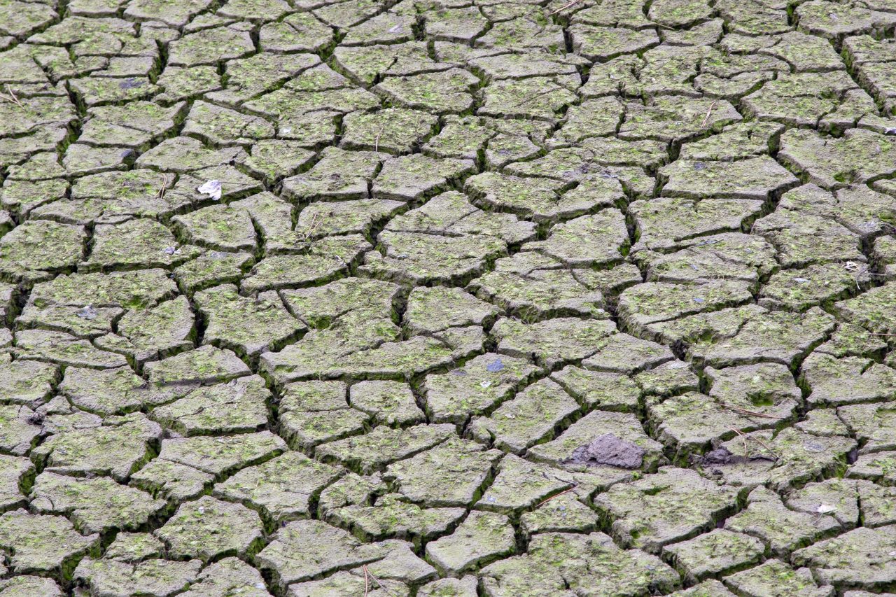 Prima țară din lume afectată de foamete ca urmare a schimbărilor climatice. Locuitorii, nevoiți să mănânce lăcuste pentru a supraviețui
