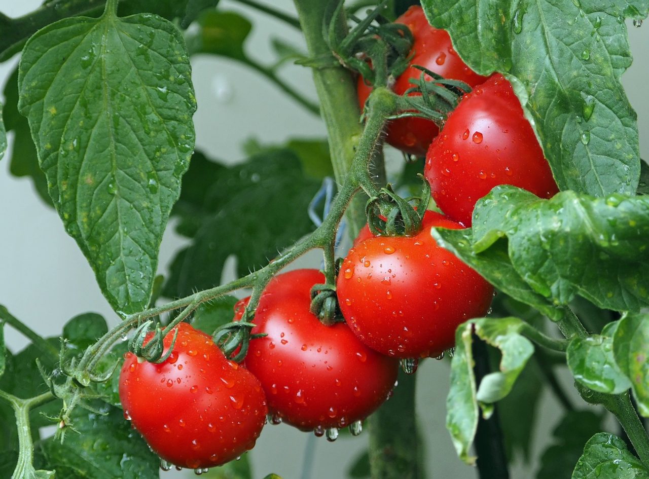 Un specialist lansează un avertisment: „Pesticidele aflate pe legume sunt periculoase, în doze necorespunzătoare” | Cum pot fi recunoscute tomatele cu substanţe chimice