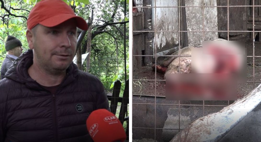 VIDEO| Un urs a făcut ravagii în Câmpulung și a omorât porcii din gospodării. Localnicii vor să doarmă cu toporul de frica animalului