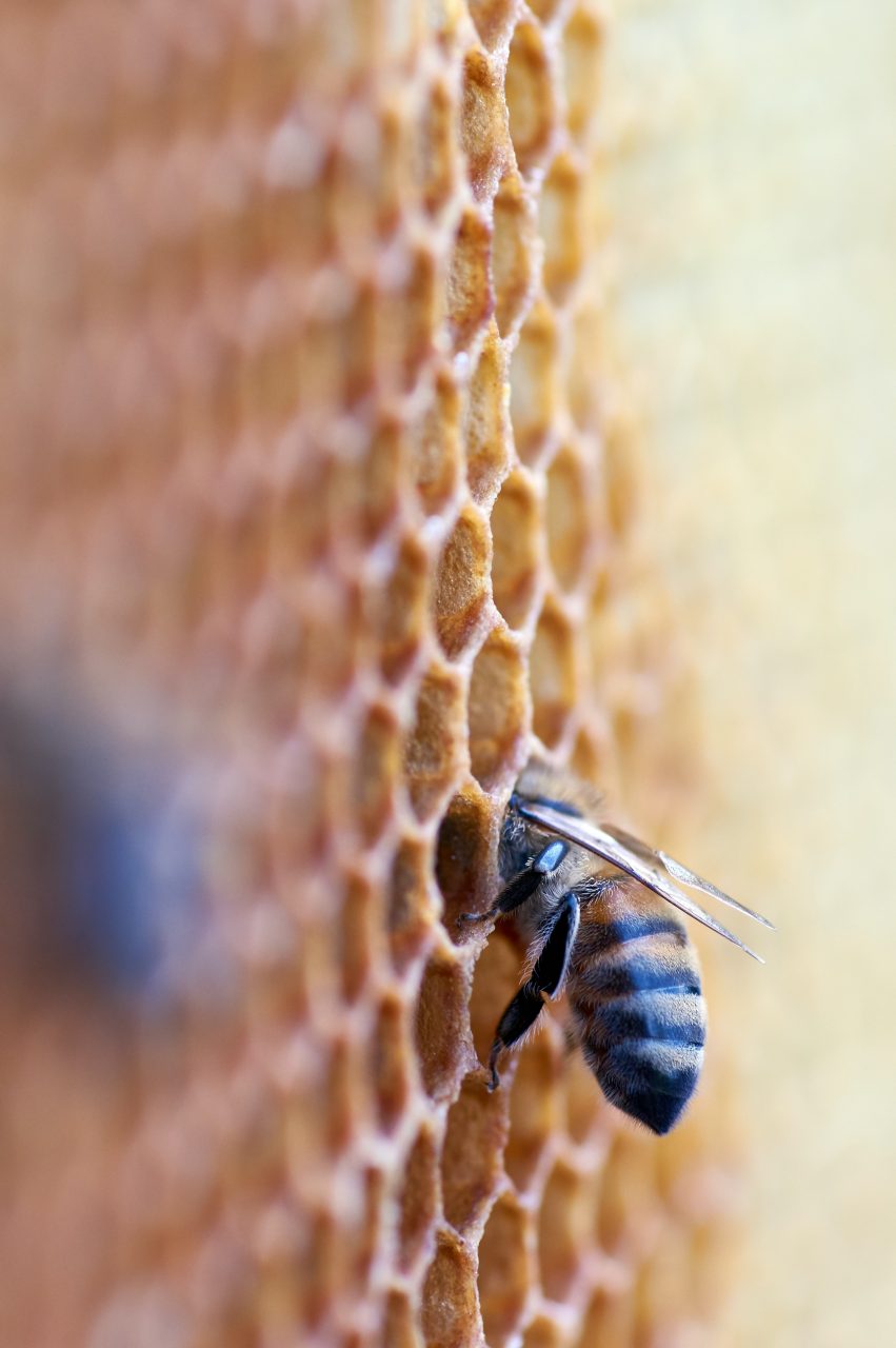 Un copil de 7 ani a fost legat de un stâlp de pe acoperișul casei și uns cu miere pentru a atrage albinele și insectele