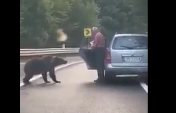 Bărbat din Vrancea, filmat când hrăneşte şi se apropie periculos de un urs flămând