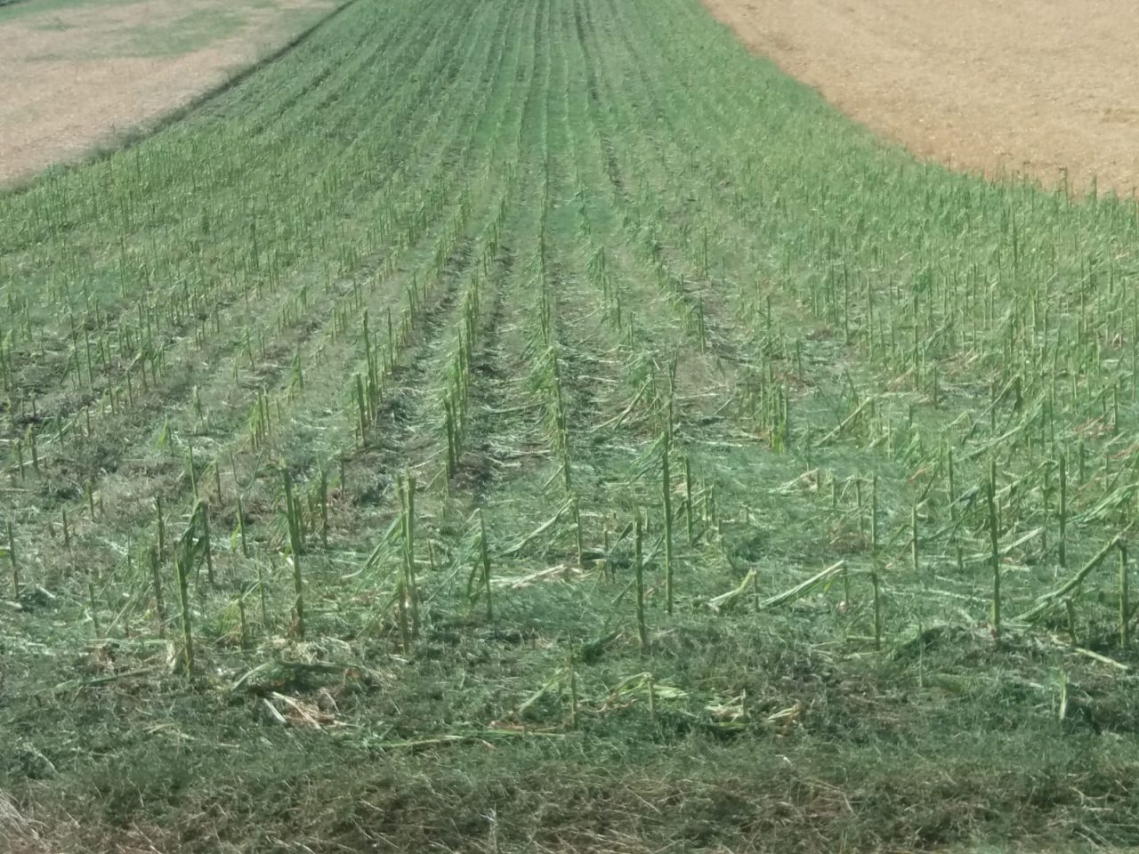 Grindina a distrus sute de hectare de culturi din Dolj. „S-a ales praful şi pulberea de tot” (FOTO)
