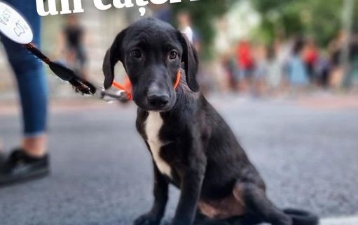 În acest weekend poți adopta un cățel în Parcul Izvor sau pe șoseaua Kiseleff din București