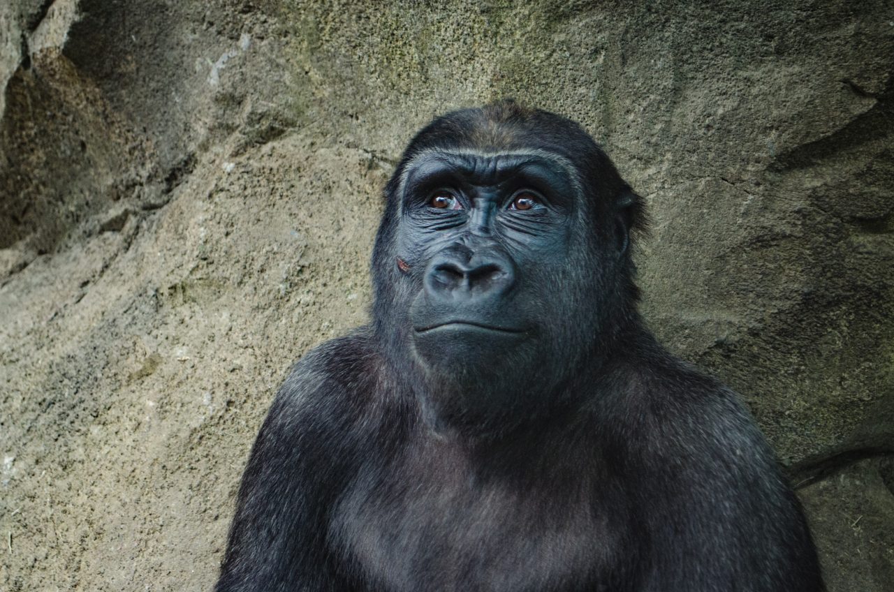 Animalele de la o grădină zoologică din SUA primesc un vaccin experimental COVID-19