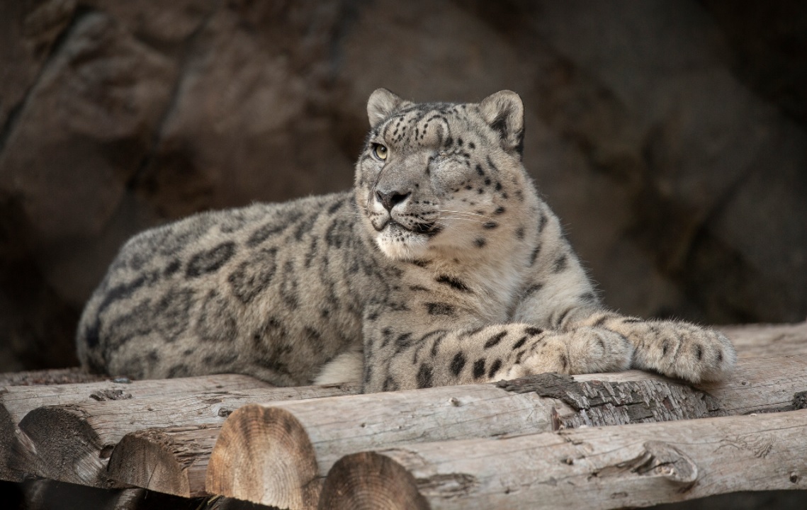 Un leopard al zăpezii a fost confirmat cu COVID-19. Îngrijitorii de la grădina zoologică din San Diego nu cunosc sursa infecției