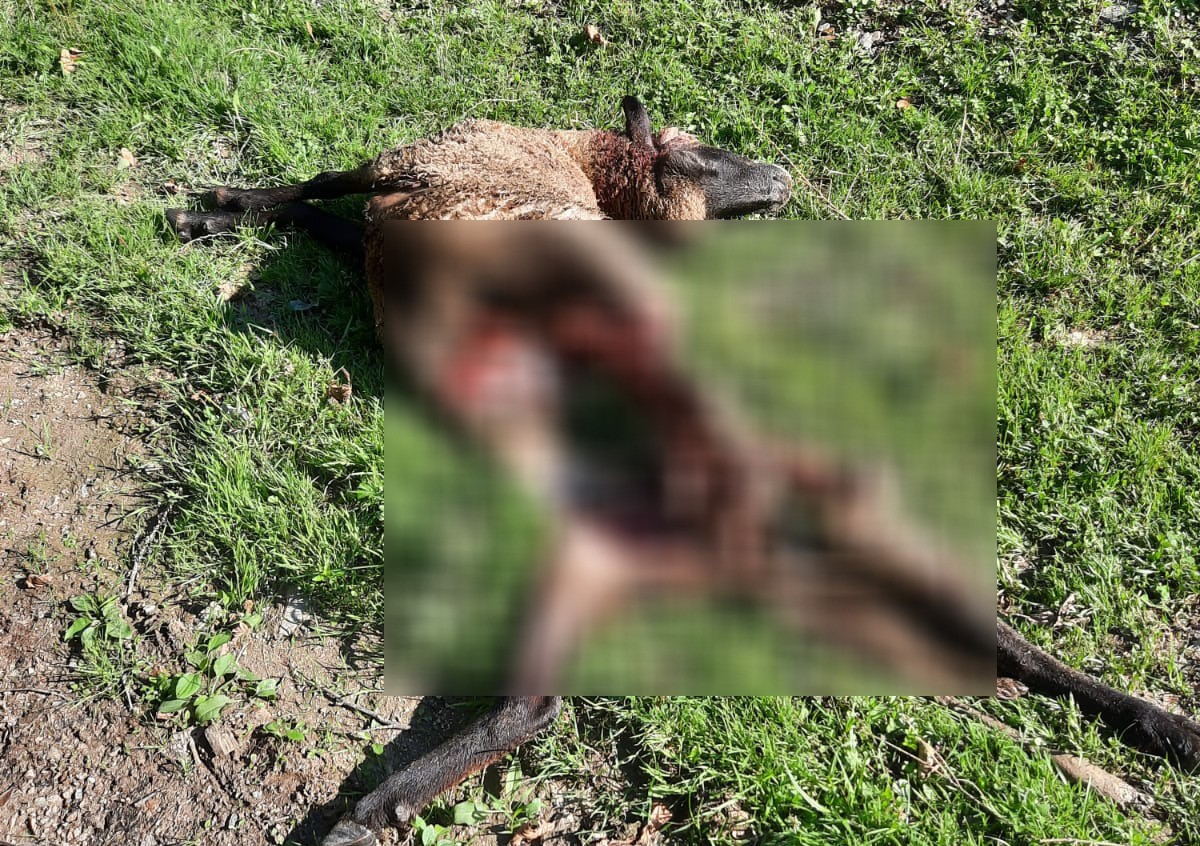 Așa atacă ursul. Este îngrozitor ce a lăsat animalul în urma lui