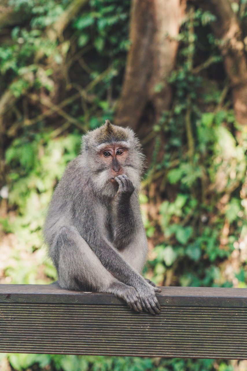 Un veterinar chinez, în vârstă de 53 de ani, a murit din cauza virusului mortal Monkey B. Bărbatul a fost infectat în laborator