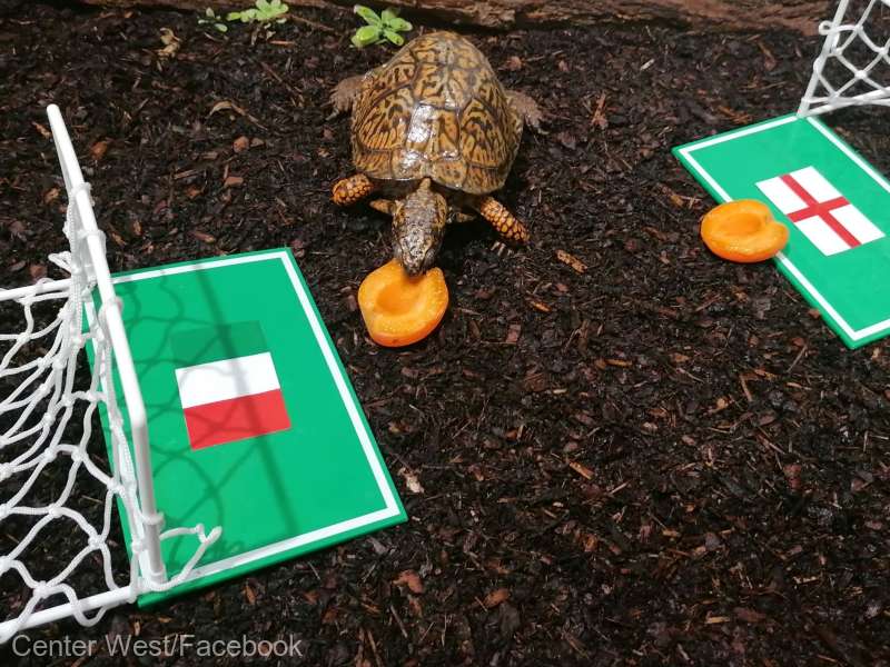 Pronostic surprinzător pentru finala EURO 2021. Italia e „marea favorită”, potrivit „marelui oracol” al finalei de anul trecut, țestoasa Sigmund