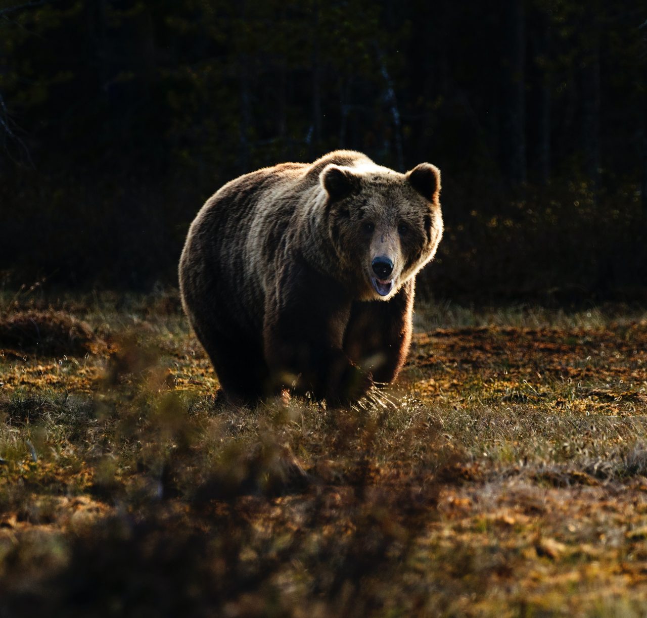 Un cioban din Prahova, în vârstă de 71 de ani, a fost atacat de urs. Câinii l-au salvat de animalul animalul sălbatic