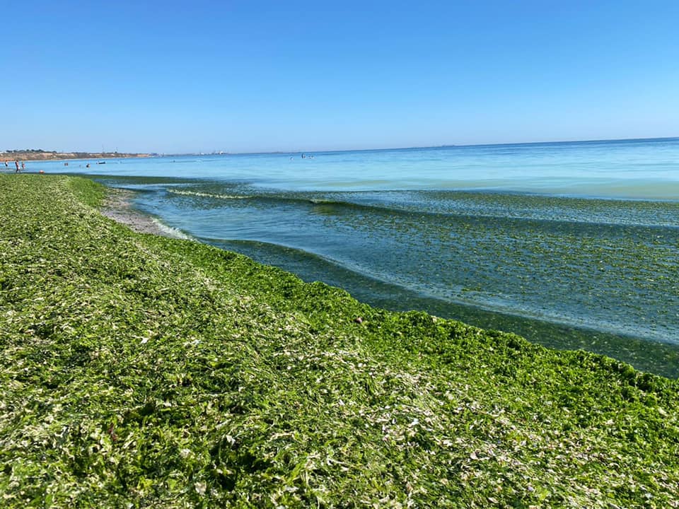 Plajele de pe litoralul sudic al Mării Negre, blocate de munți de alge. Turiștii sunt nemulțumiți și reclamă mirosul insuportabil