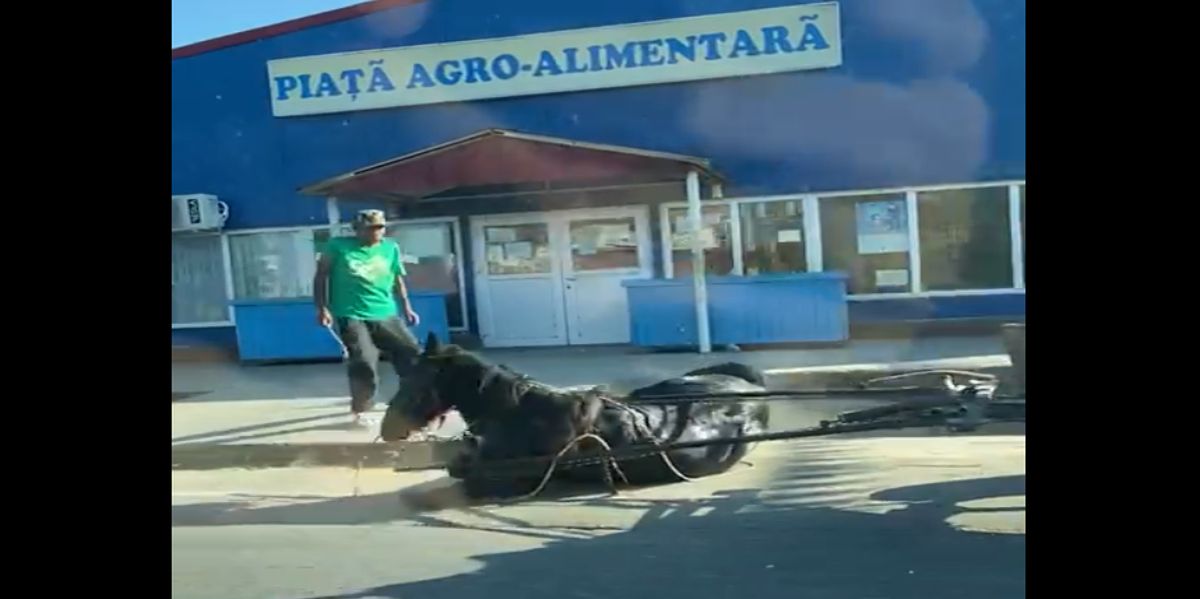 VIDEO| Scene de o cruzime ieșită din comun, în Dolj. Un bărbat își lovește de zeci de ori calul prăbușit pe asfalt