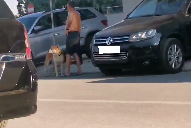 Un copil de 3 ani a fost mușcat de față de un câine, la Mamaia, chiar când se afla în mare cu tatăl său (VIDEO)