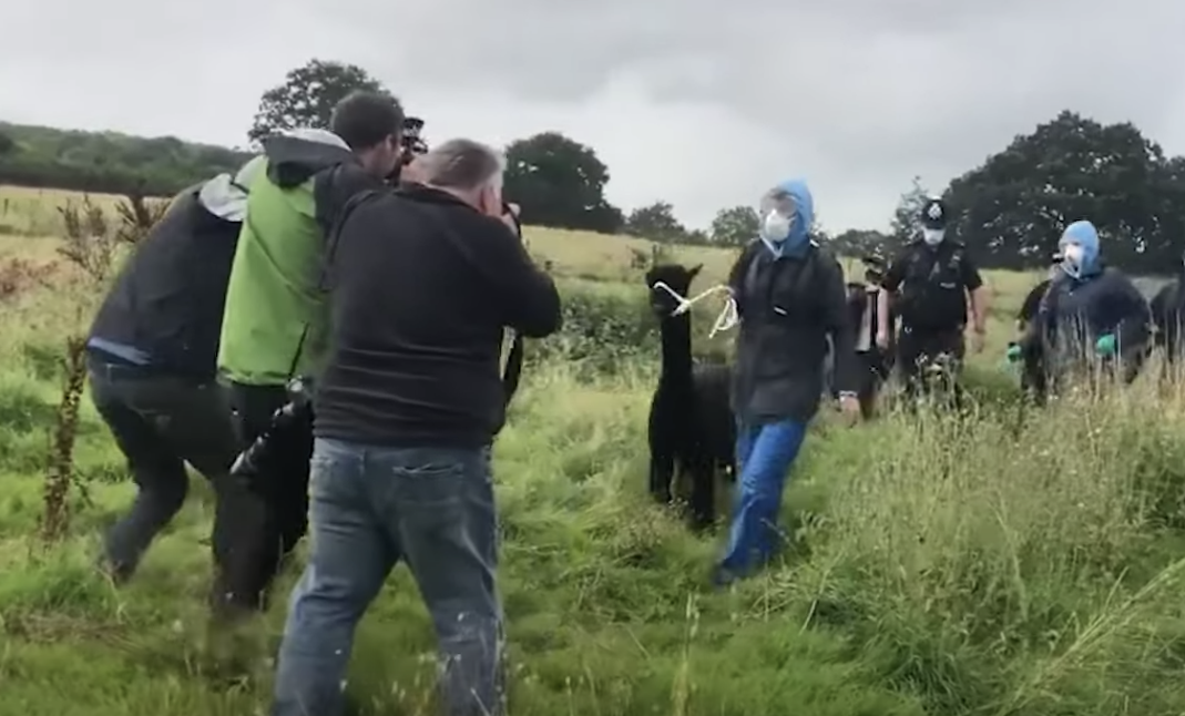 VIDEO. Nemulțumiri în Anglia după ce o alpaca a fost ridicată de autorități pentru a fi eutanasiată. Povestea lui Geronimo