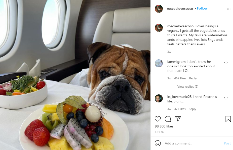 Lewis Hamilton, vegan convins, i-a impus dieta și cățelului lui, Roscoe. #vegandog este și Golden Retrieverul lui Andrei Roșu