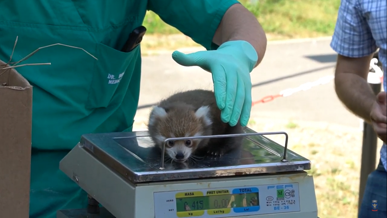 Doi pui de panda roşu s-au născut la grădina zoologică din Brașov