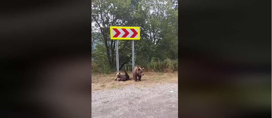 Diana Șoșoacă, după o întâlnire cu urșii pe Transfăgărășan: „Sunt periculoși, chiar dacă sunt mici” (VIDEO)