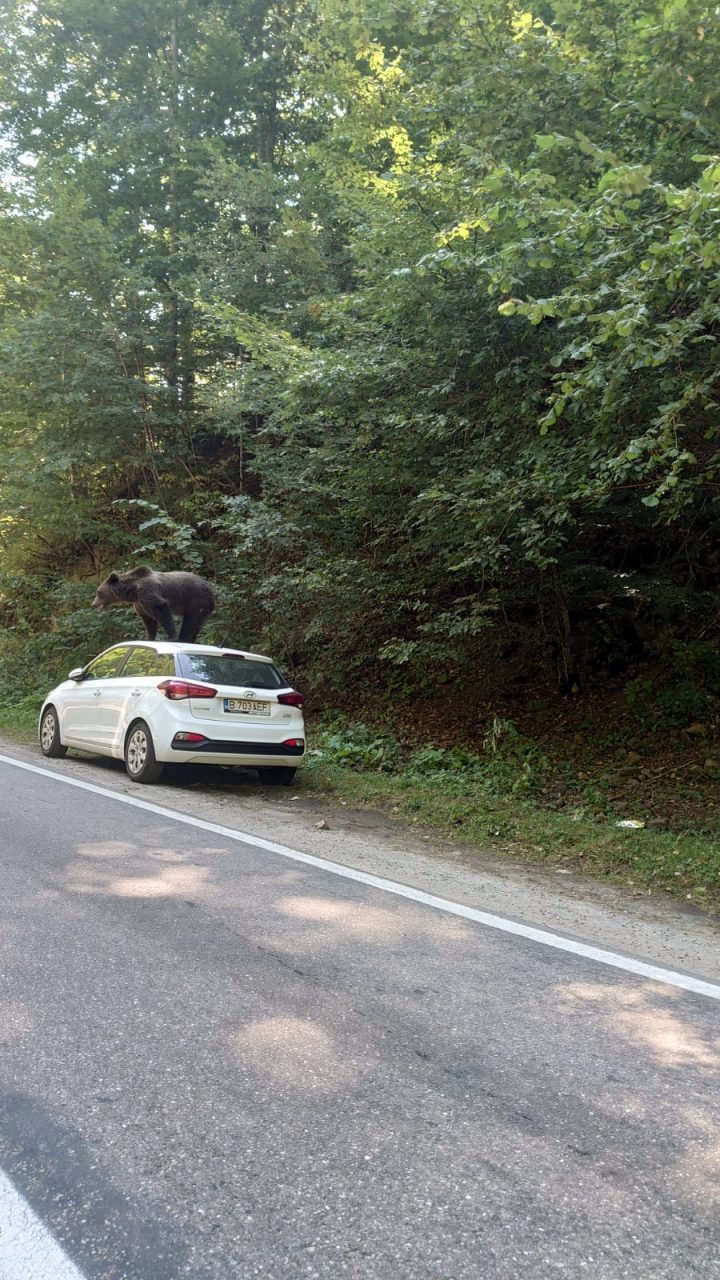 Un urs s-a urcat pe o mașină, într-o zonă turistică din Argeș