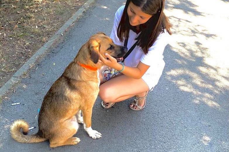 Primăria Capitalei va steriliza gratuit 10.000 de câini și pisici fără pedigree, dar care au stăpâni