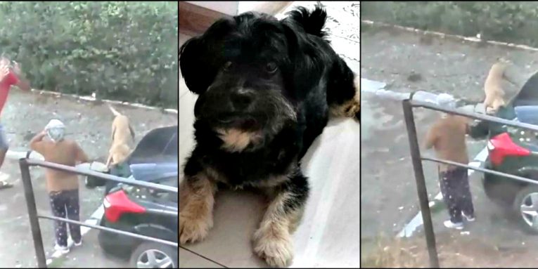 Imagini șocante în Brăila, unde cățelul unei femei a fost sfâșiat de un pitbull scăpat dintr-o curte (VIDEO)