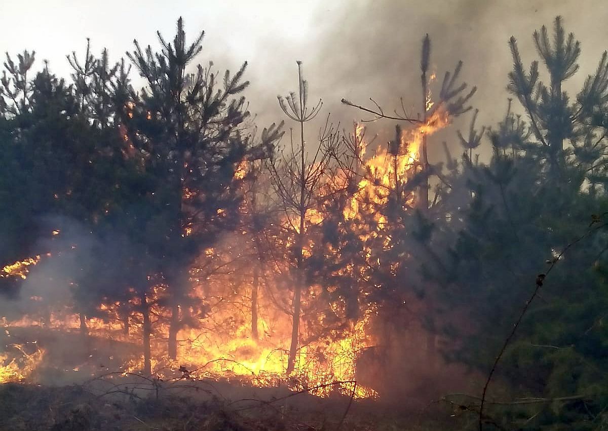 Incendiu de pădure în Munții Căpățânii. Pompierii militari intervin cu trei autospeciale (VIDEO)