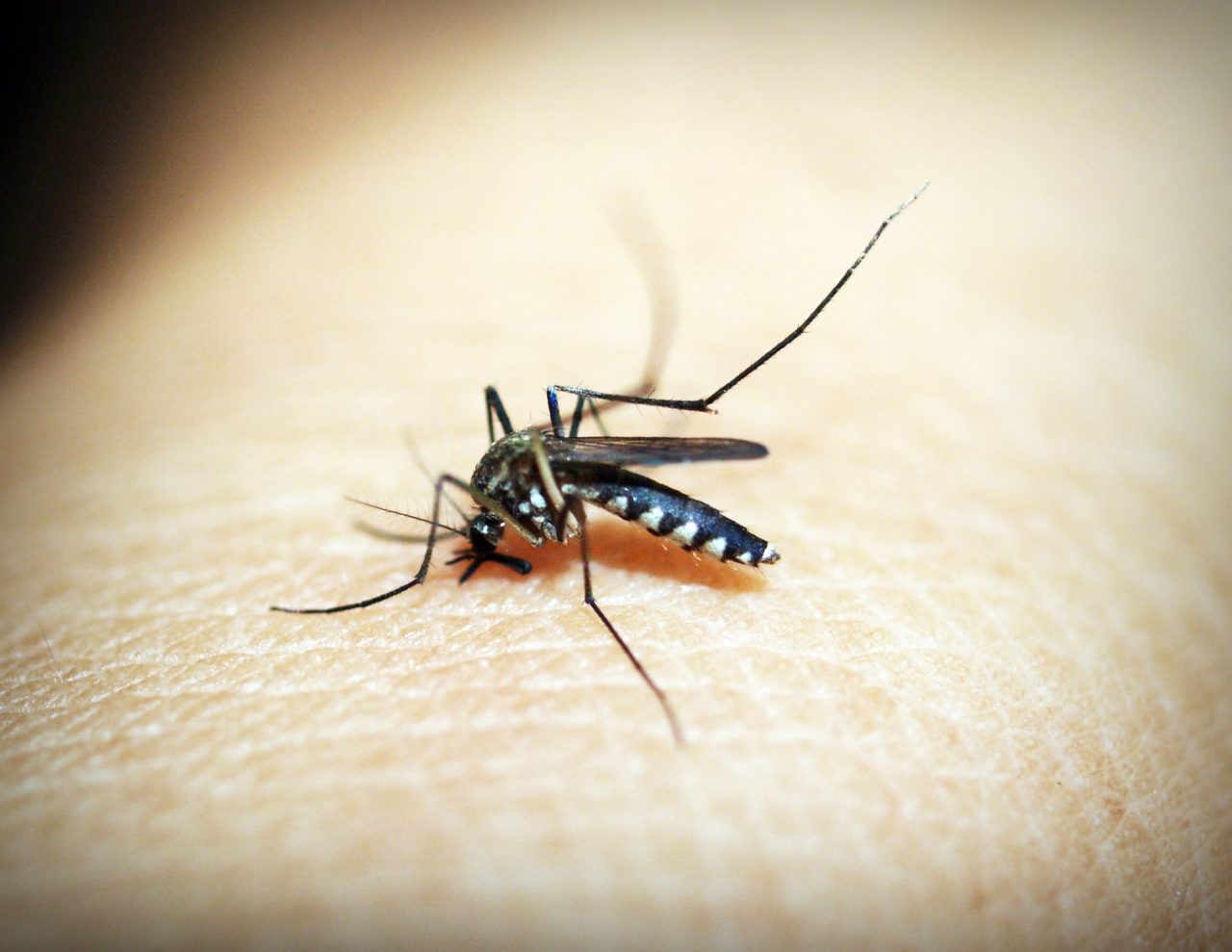 Malaria şi decesele cauzate de această boală ar putea fi reduse cu 70% (STUDIU)