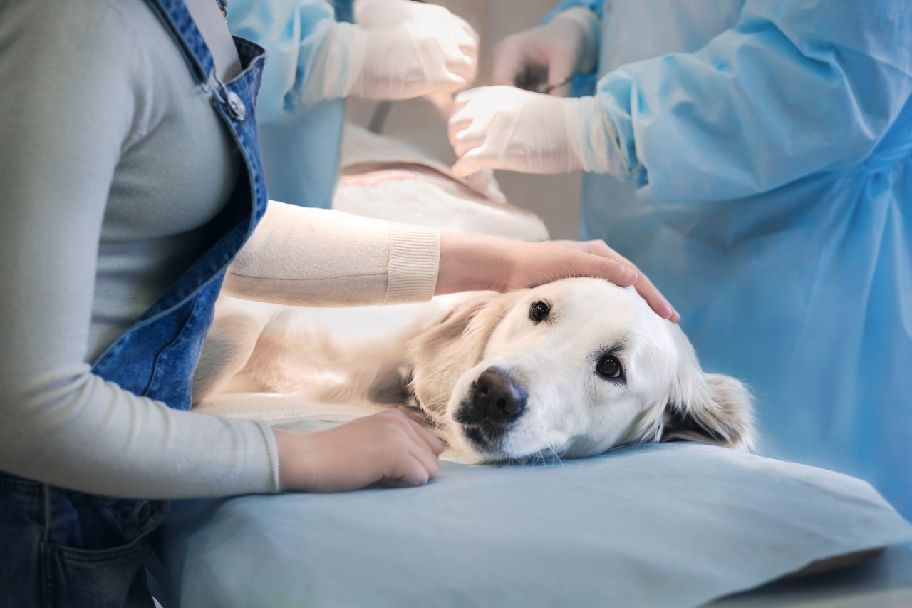 Studiu: Condițiile de înființare a cabinetelor veterinare sunt mai restrictive decât cele umane, la fel și firmele de contabilitate. Propunerea Consiliului Concurenței