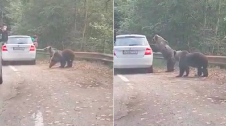 A încercat să fotografieze doi urși pe Tranfăgărășan, iar unul dintre ei sare pe mașină (FOTO)