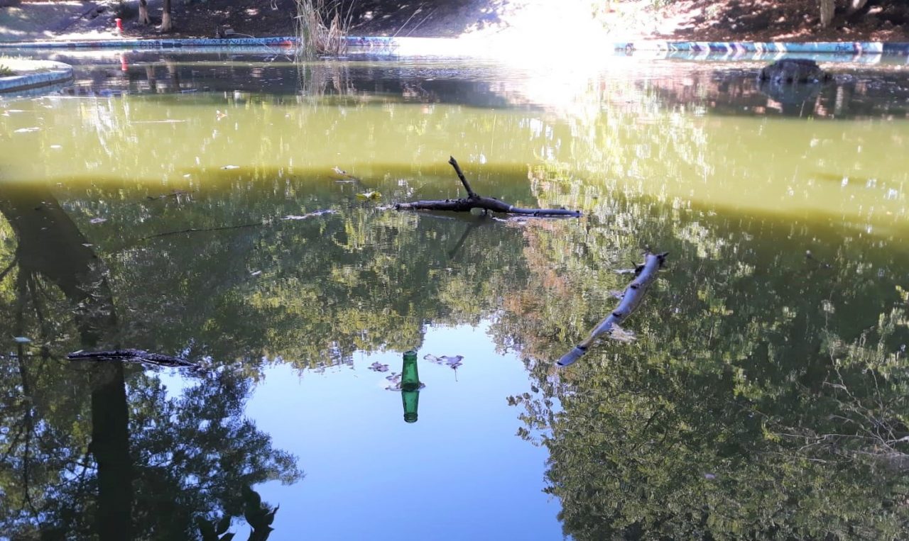 Porumbei morți plutesc pe lacul din Parcul Kiseleff, dar Clotilde Armand vrea și Cișmigiul. Dezastrul din parcurile Sectorului 1 | GALERIE FOTO
