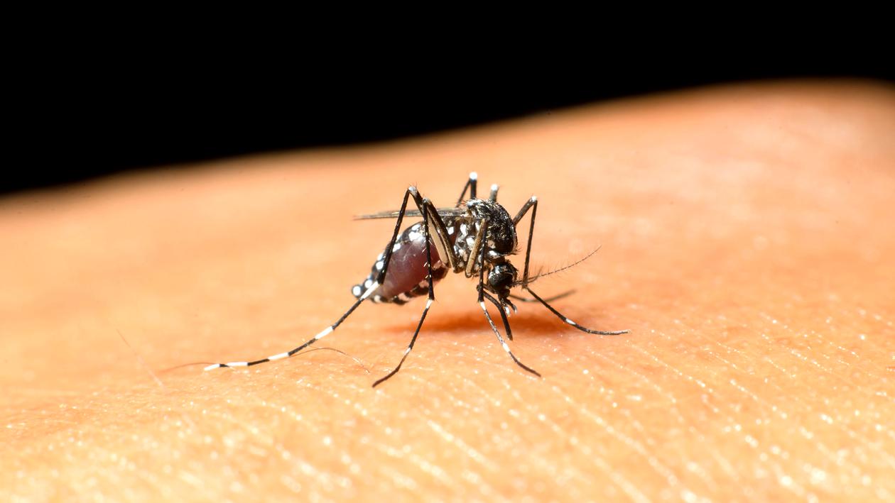 Bărbat din Iași, infectat cu virusul West Nile. Medic: „Atragem atenţia populaţiei asupra unui fapt îngrijorător”