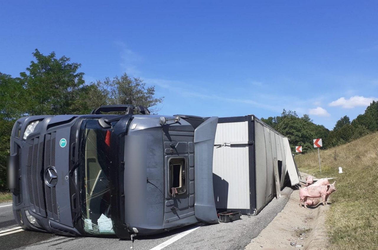 Un TIR plin cu 100 de porci vii s-a răsturnat pe un drum din județul Cluj. Pompierii au intervenit de urgență, pentru că din camion se scurgea carburant