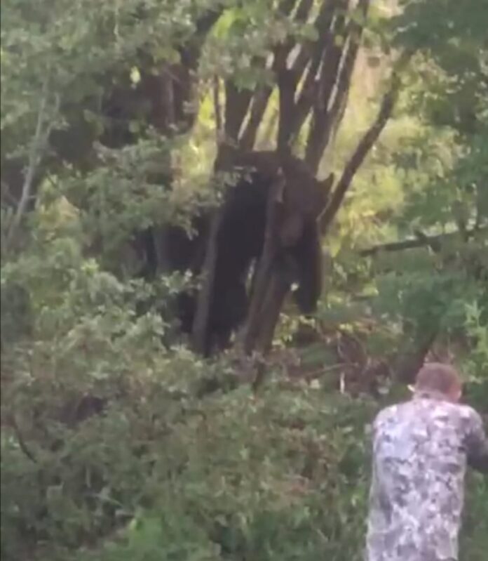 Un urs captiv într-un gard de sârmă ghimpată a fost eliberat după 12 ore. Animalul a urlat continuu de durere