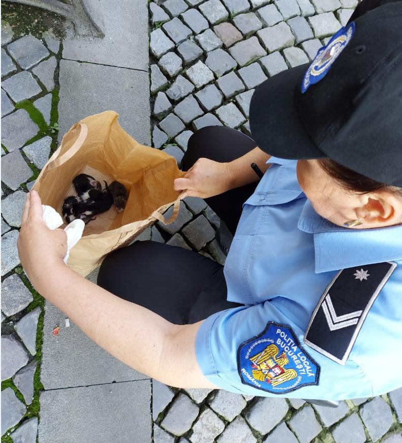 Un bărbat care a abandonat cinci pui de pisică pe o stradă din București a fost amendat cu 3.000 de lei