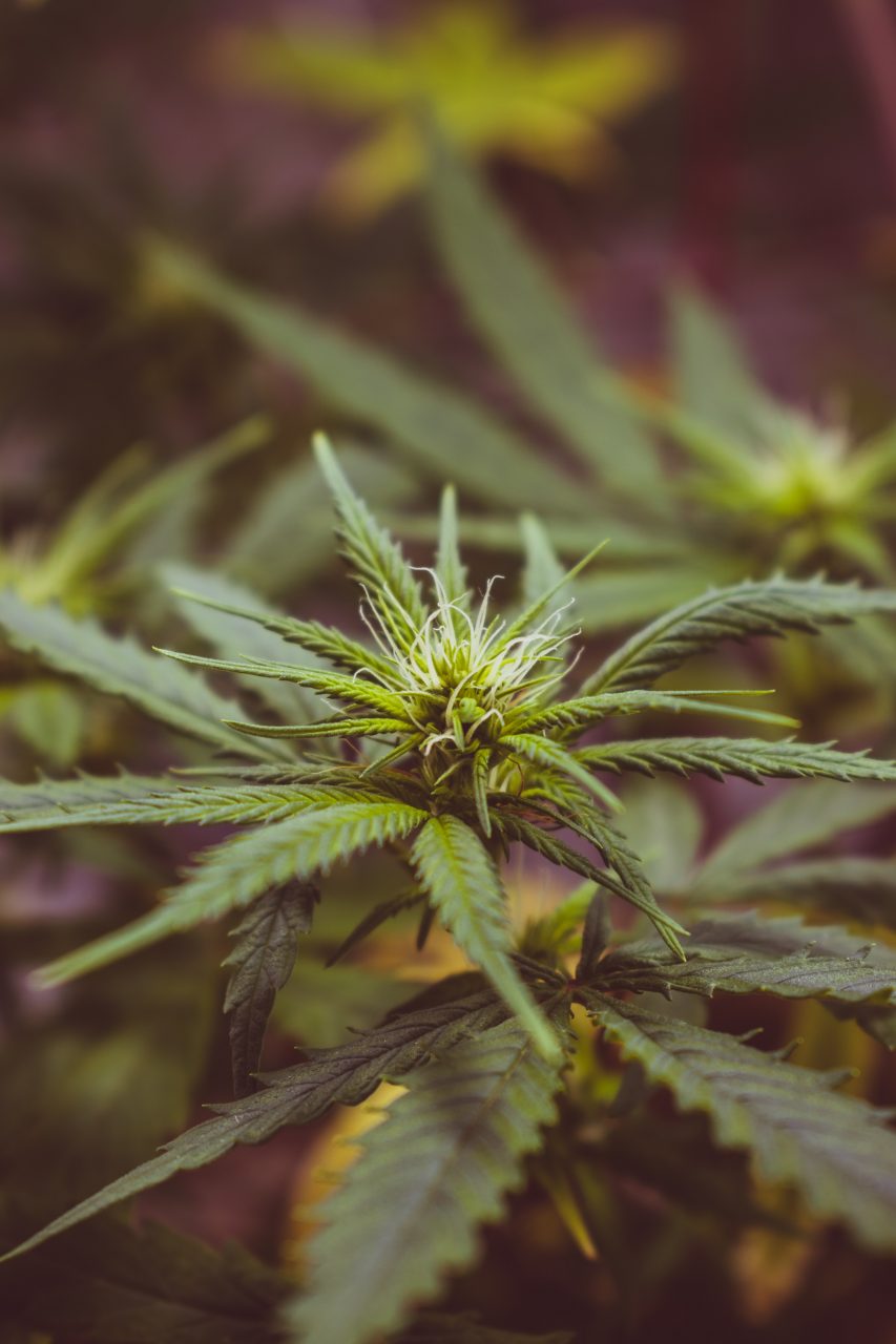 Italia legalizează cultivarea canabisului pentru uz propriu