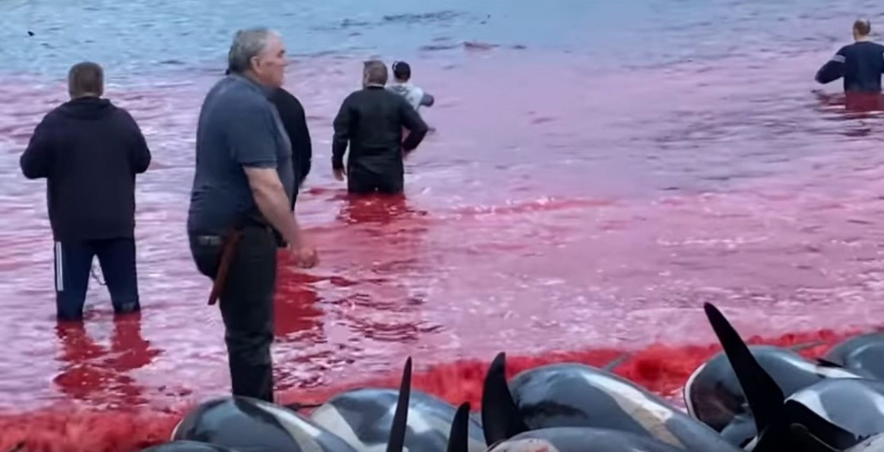 VIDEO | „Mare de sânge” în Insulele Feroe. 1.500 de delfini, masacrați în vânătoarea tradițională