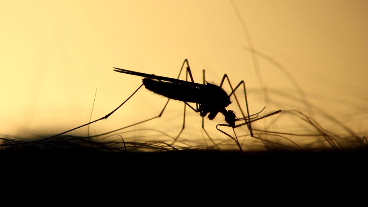 S-a înregistrat primul deces în România din cauza virusului West Nile, în acest an